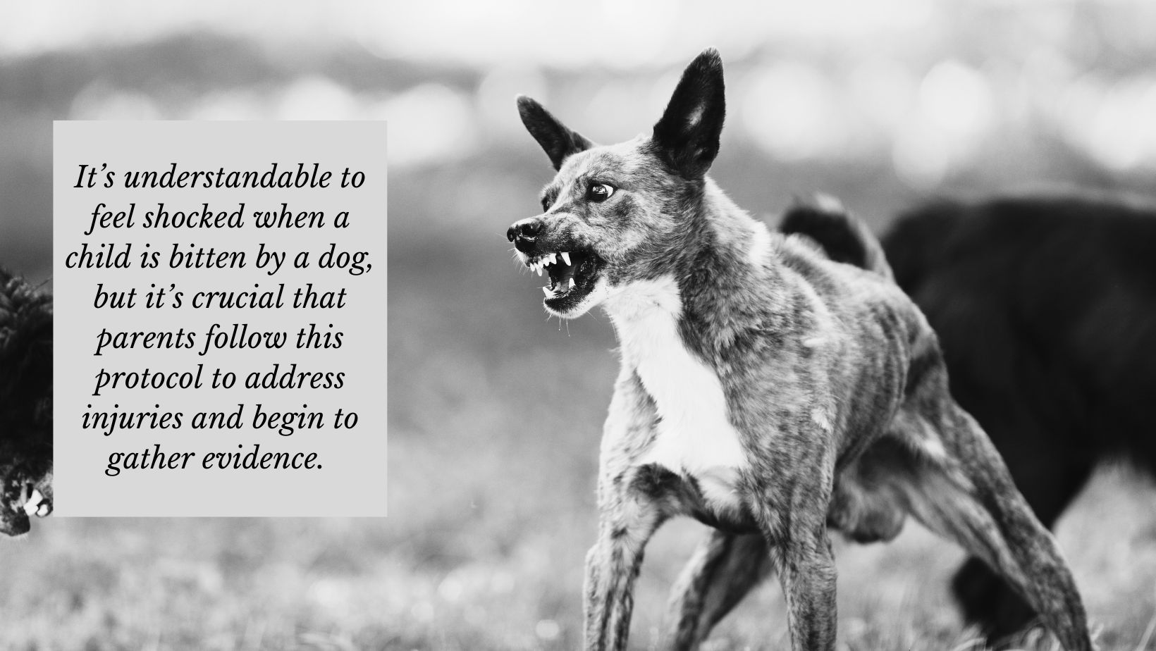 What to Do When Your Child Has Been Attacked by a Dog 1 angry dog before biting a child